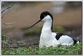Recurvirostra avosetta_1